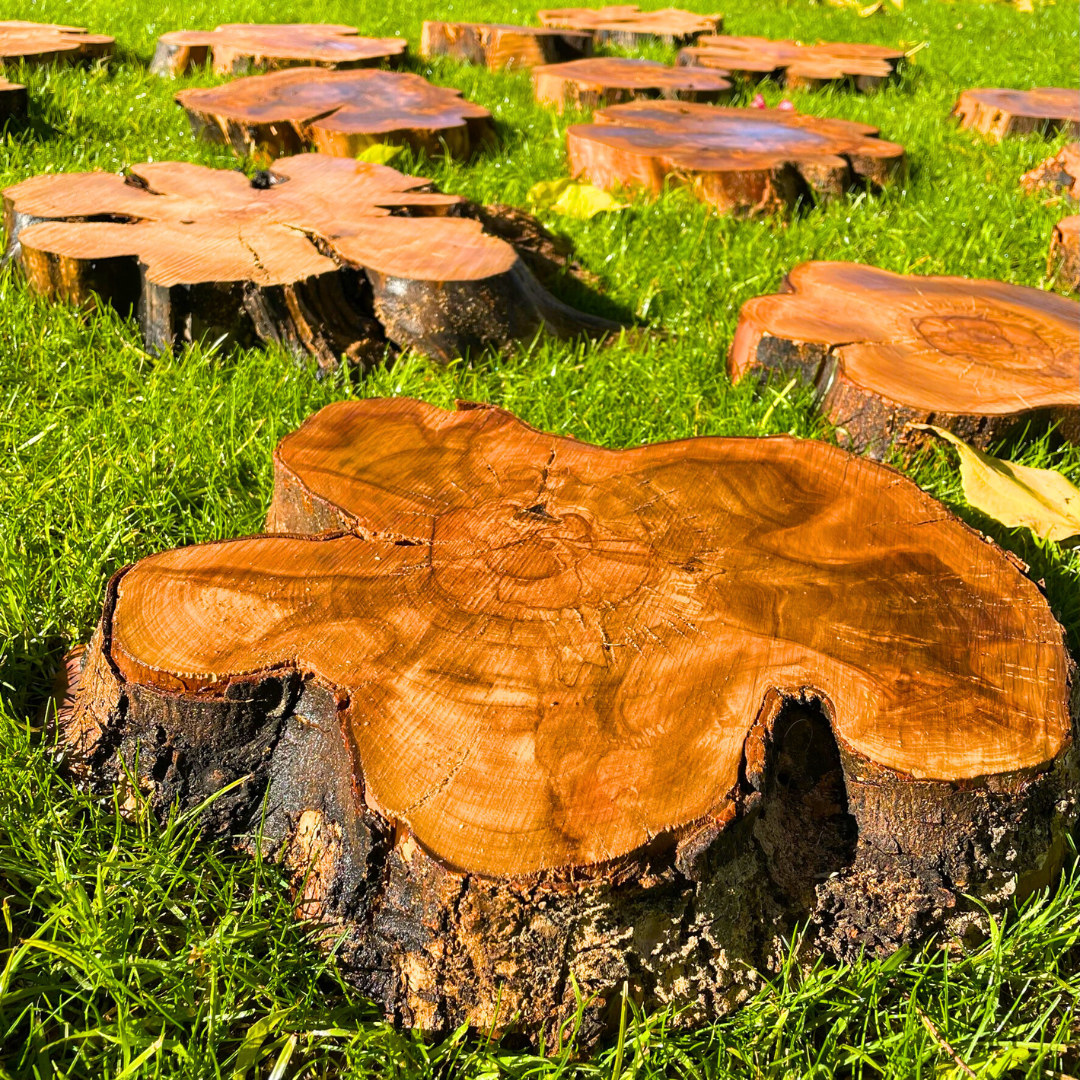 Small Olive Wood Cookies