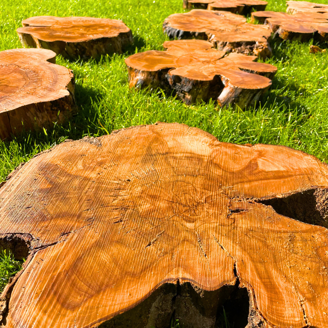 Small Olive Wood Cookies