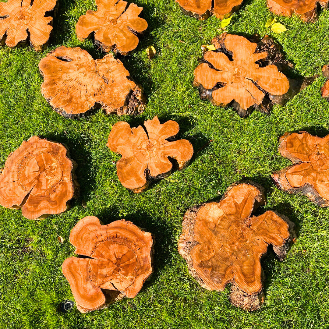 Small Olive Wood Cookies