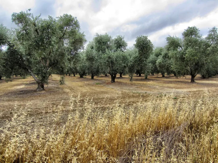 The Loss of Olive Orchards in California