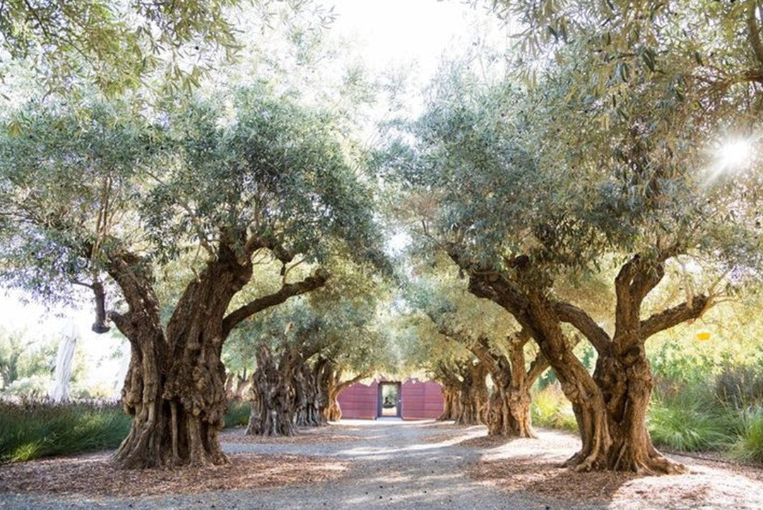 The Introduction of Olive to the USA