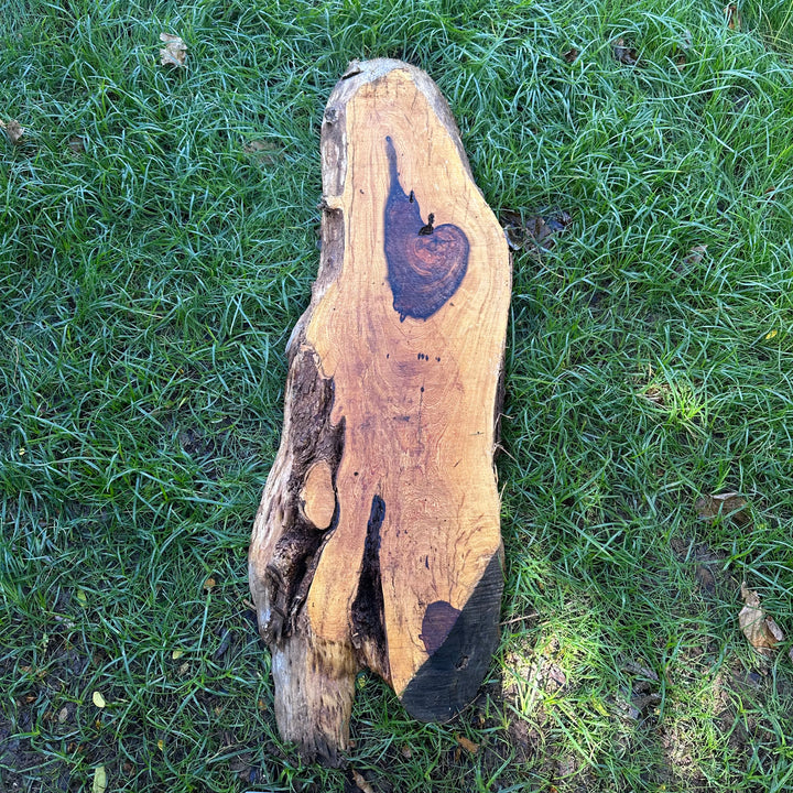 Desert Ironwood 56x15x2” T392