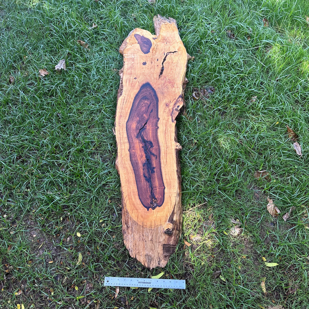 Desert Ironwood 56x15x2” T392