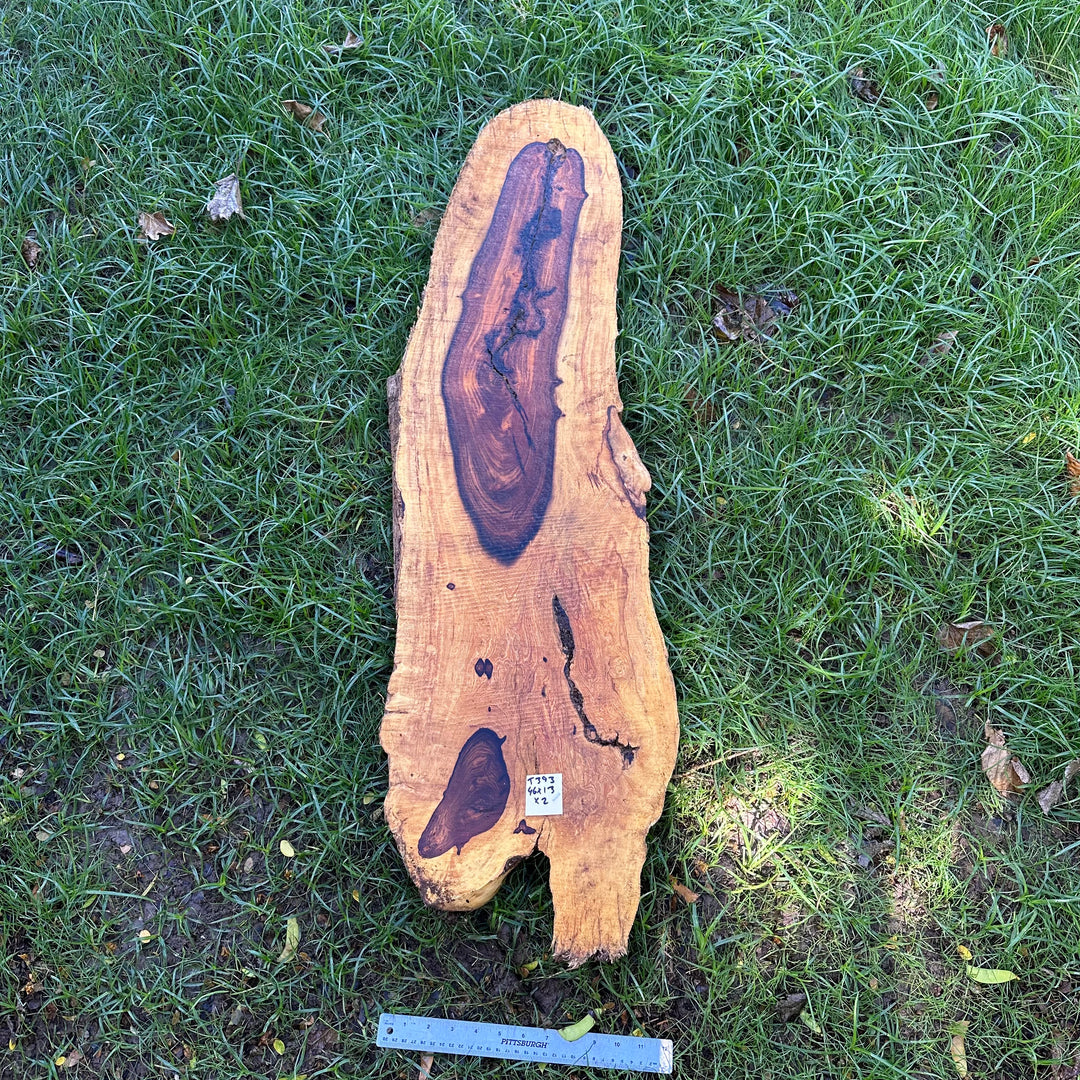 Desert Ironwood 56x15x2” T392