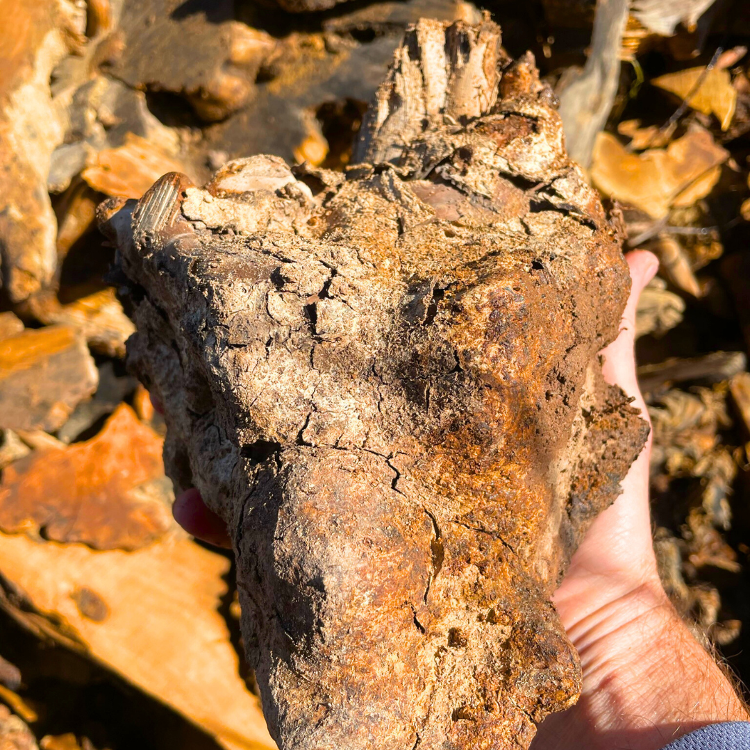 50lb Box of Olive Wood Cut Offs