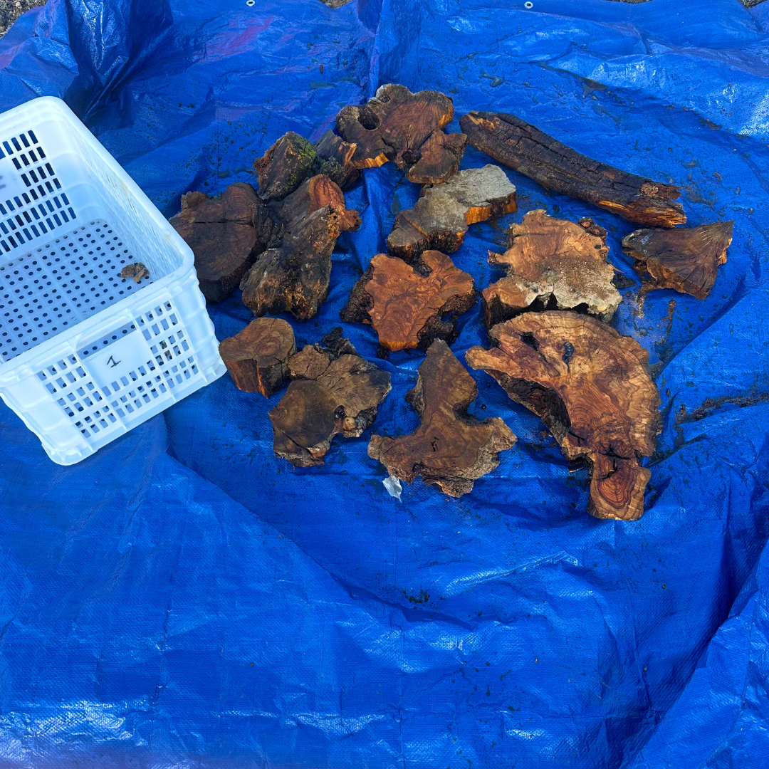 Box of Olive Wood Cut Offs