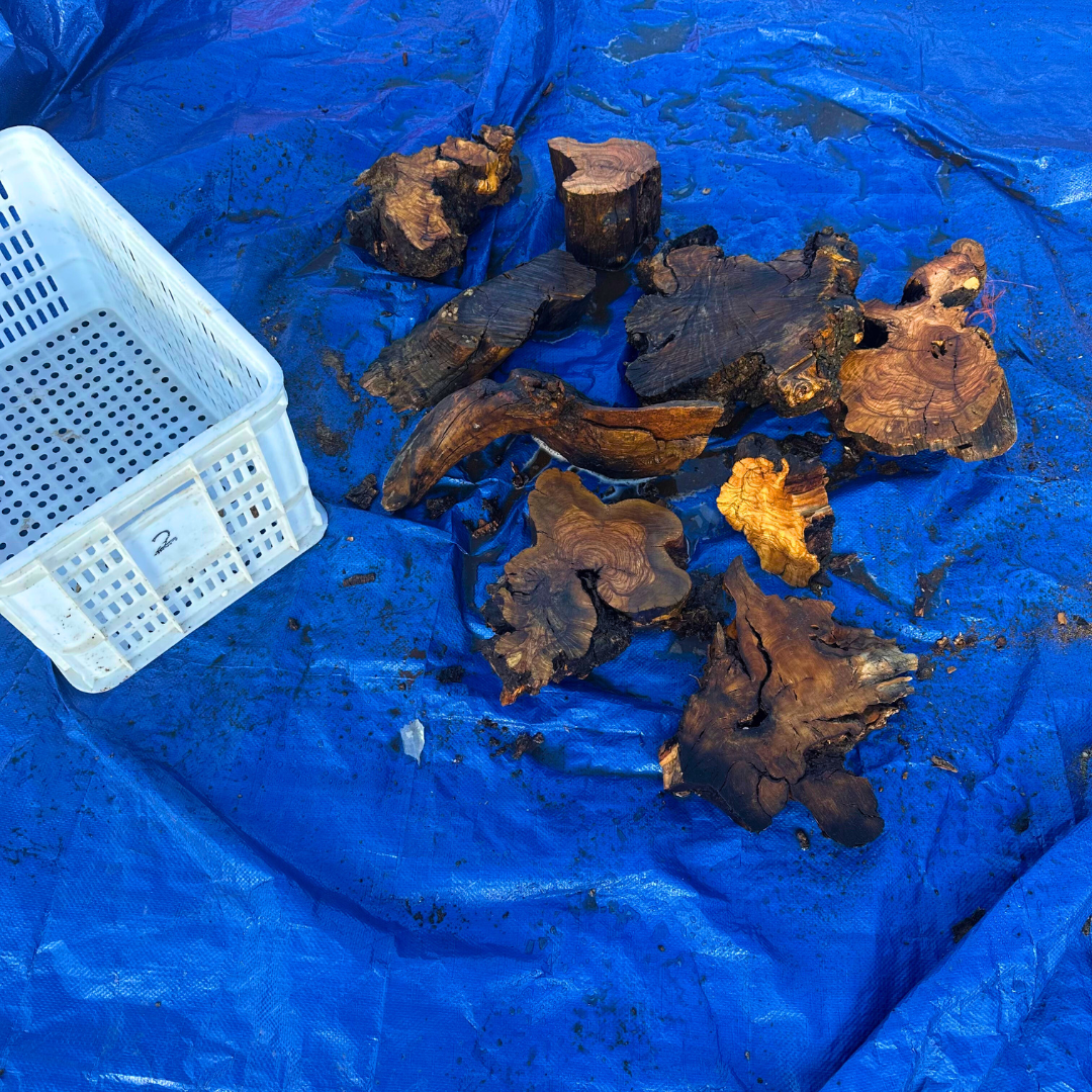 Box of Olive Wood Cut Offs