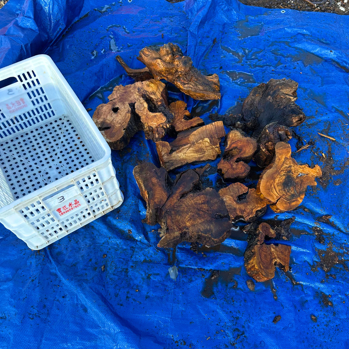 Box of Olive Wood Cut Offs