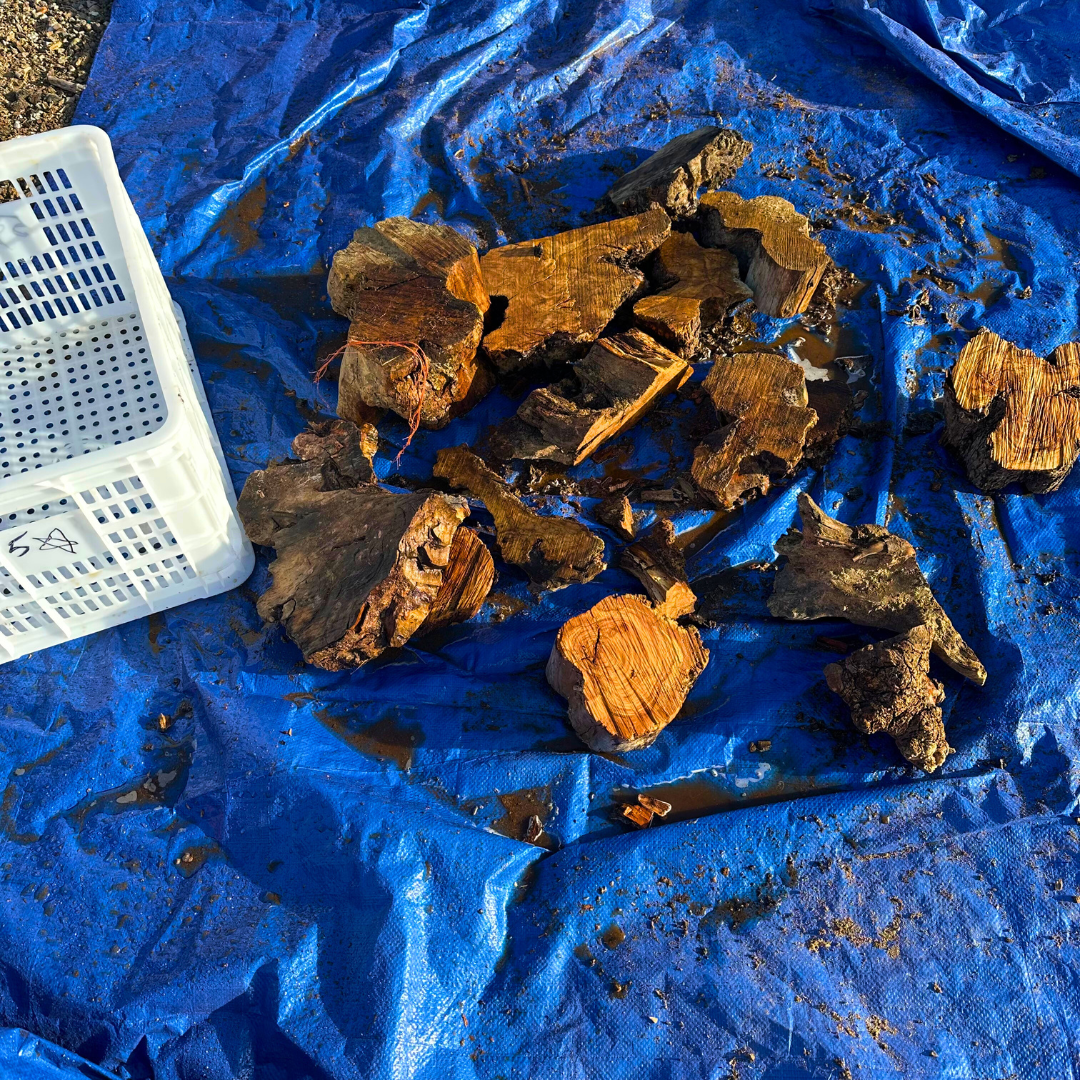 Box of Olive Wood Cut Offs