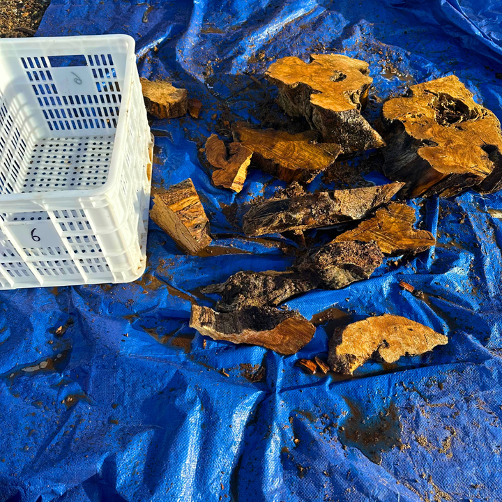 Box of Olive Wood Cut Offs