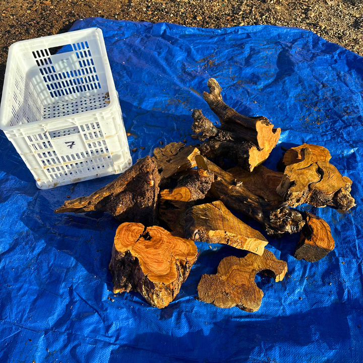 Box of Olive Wood Cut Offs