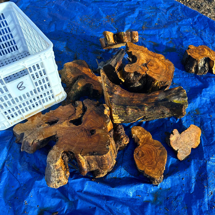 Box of Olive Wood Cut Offs