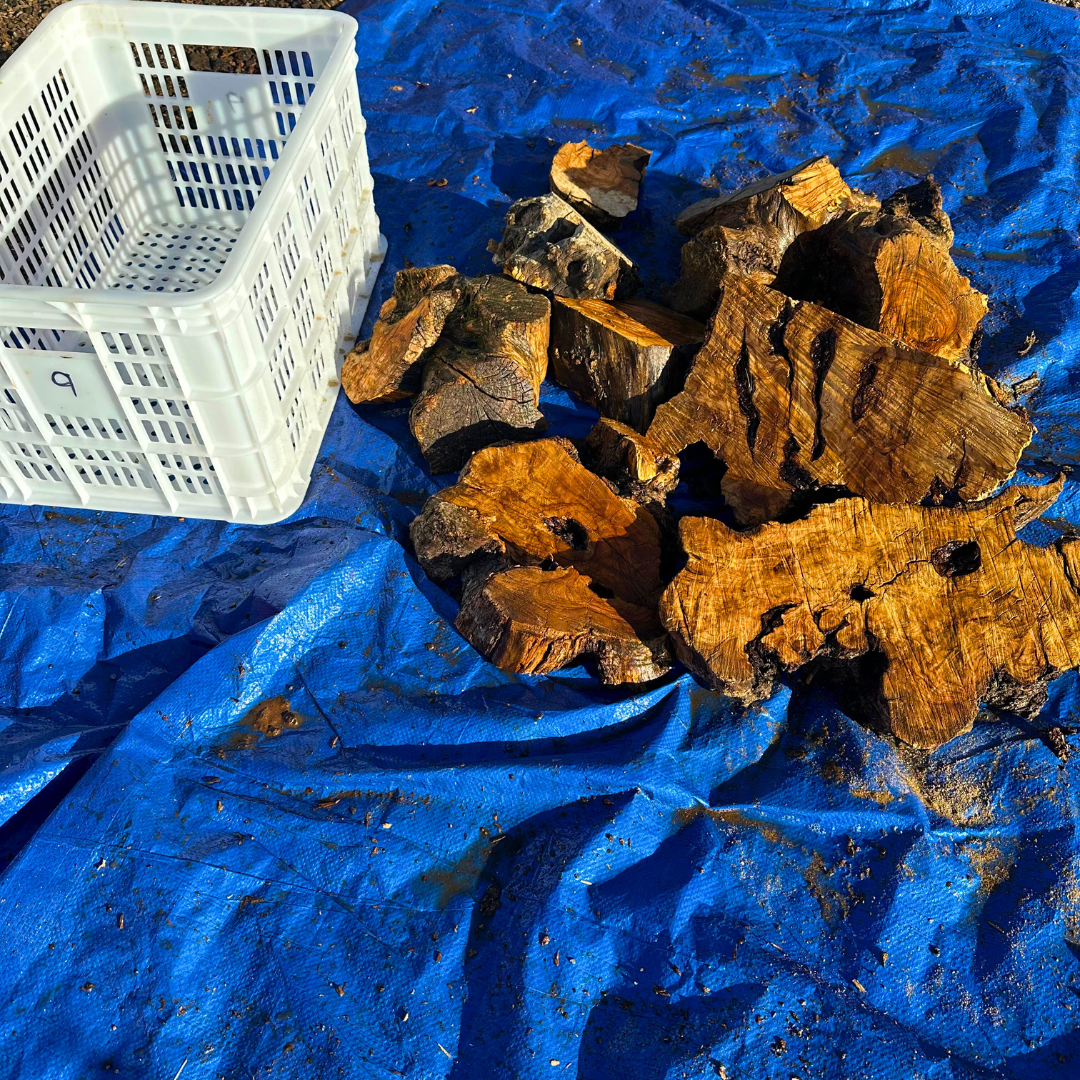 Box of Olive Wood Cut Offs