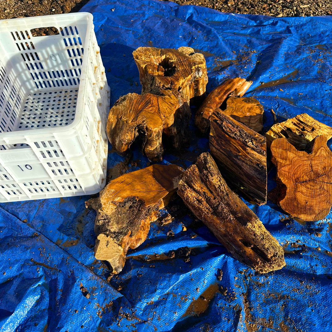 Box of Olive Wood Cut Offs