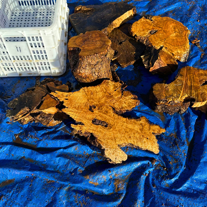 Box of Olive Wood Cut Offs