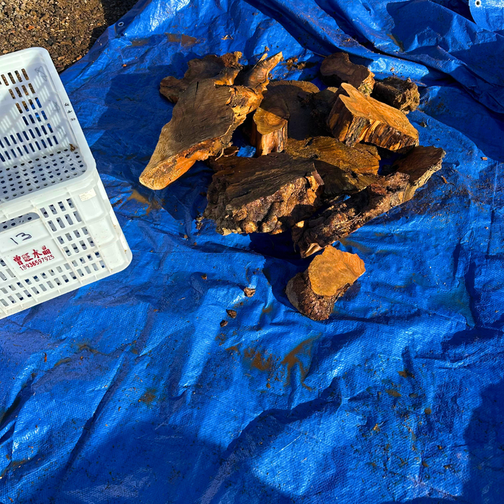 Box of Olive Wood Cut Offs