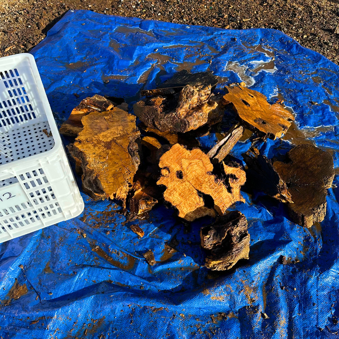 Box of Olive Wood Cut Offs