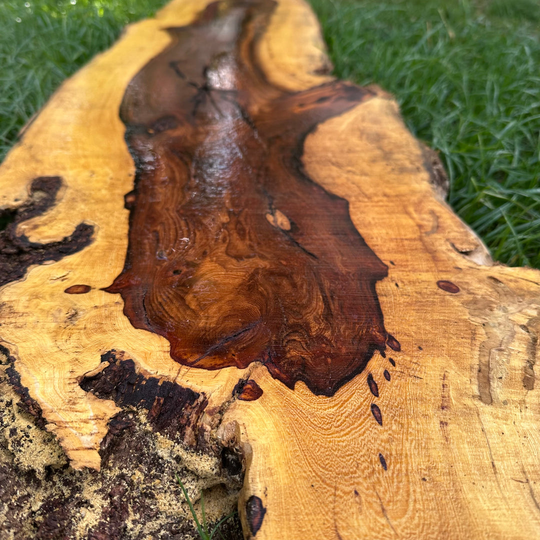 Desert Ironwood 56x15x2” T392
