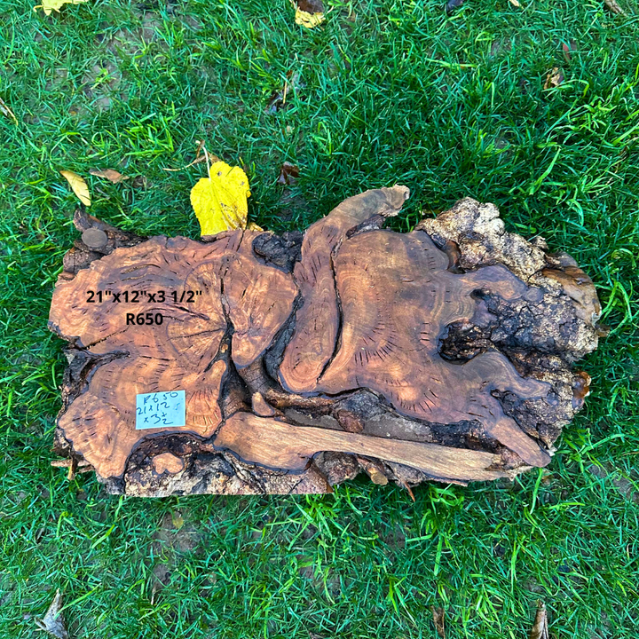 Olive Blank for Turning 21"x12"x3 1/2" R650