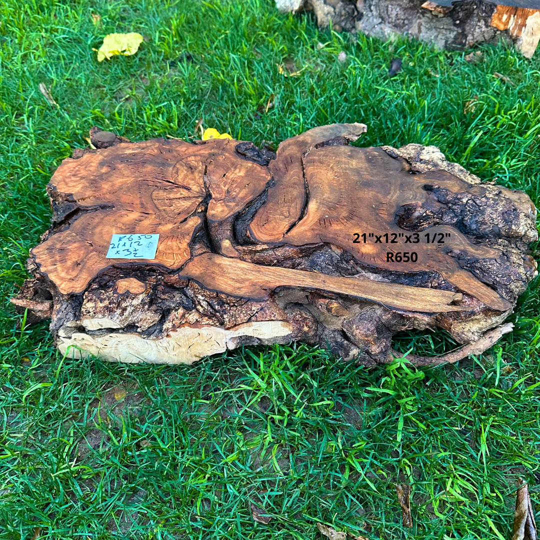 Olive Blank for Turning 21"x12"x3 1/2" R650