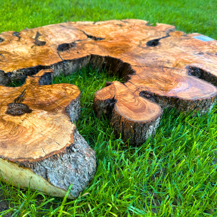 Circular Olive Wood Table Top 30"x2" R537