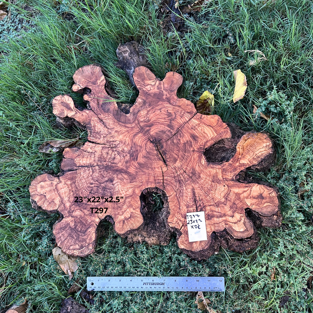 Olive Wood Slice 23"x22"x2.5" T297