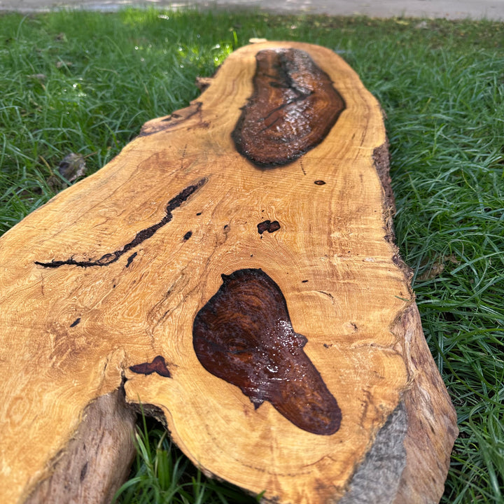 Desert Ironwood 56x15x2” T392