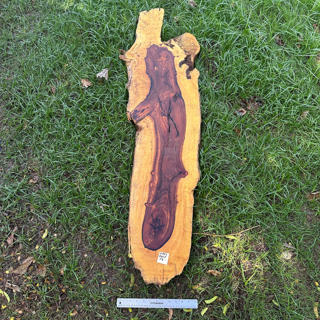 Desert Ironwood 56x15x2” T392