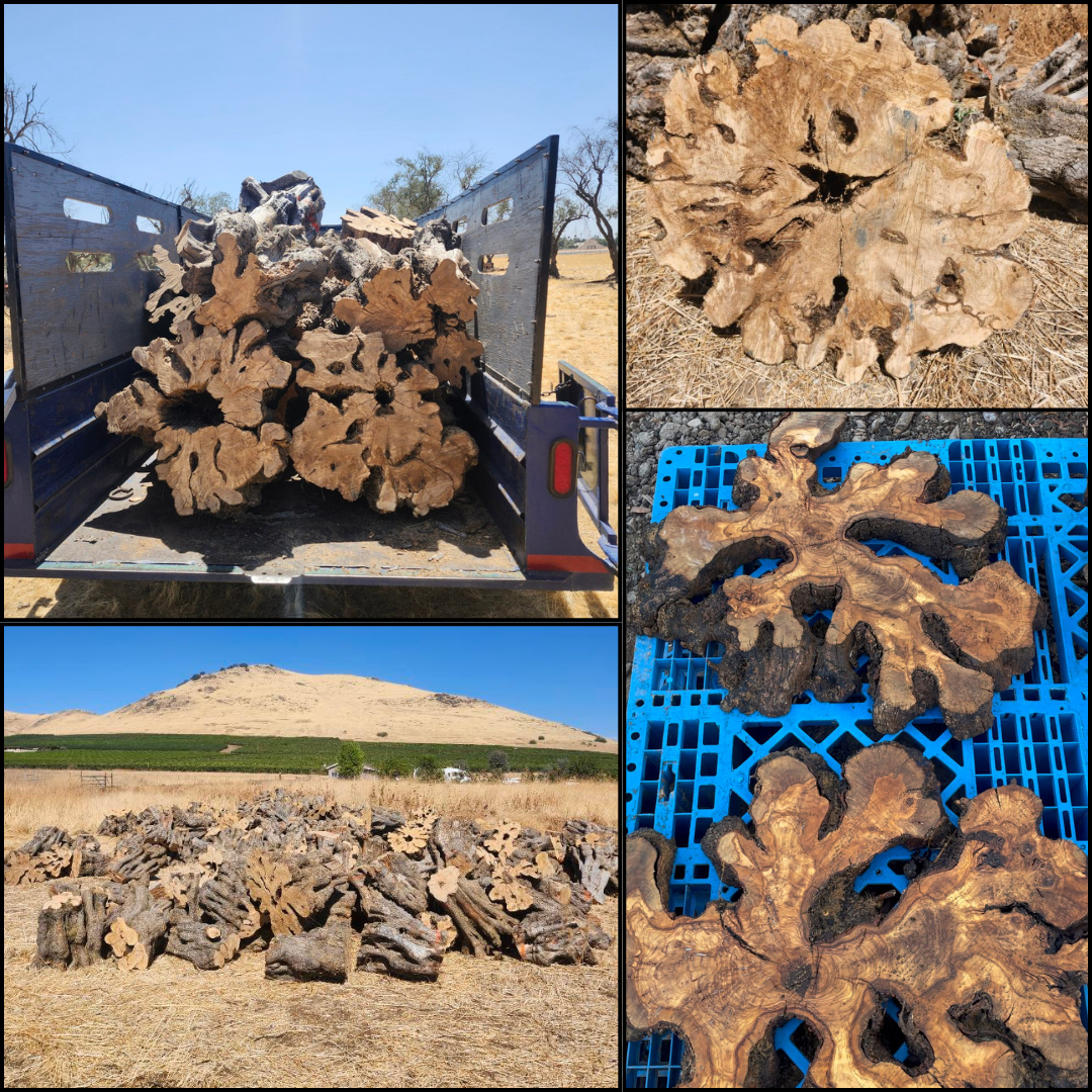 Dry Olive Trunks for Woodworking