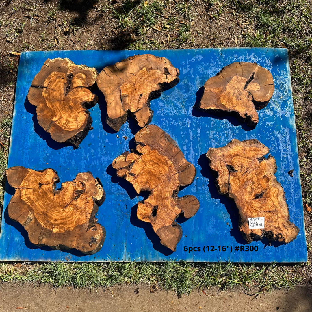 6 Olive Pieces (12-16") #R300