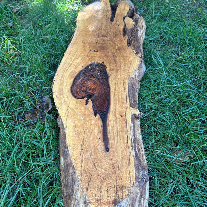Desert Ironwood 56x15x2” T392