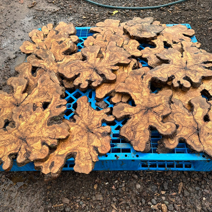 Sets of Thin Olive Wood Slices