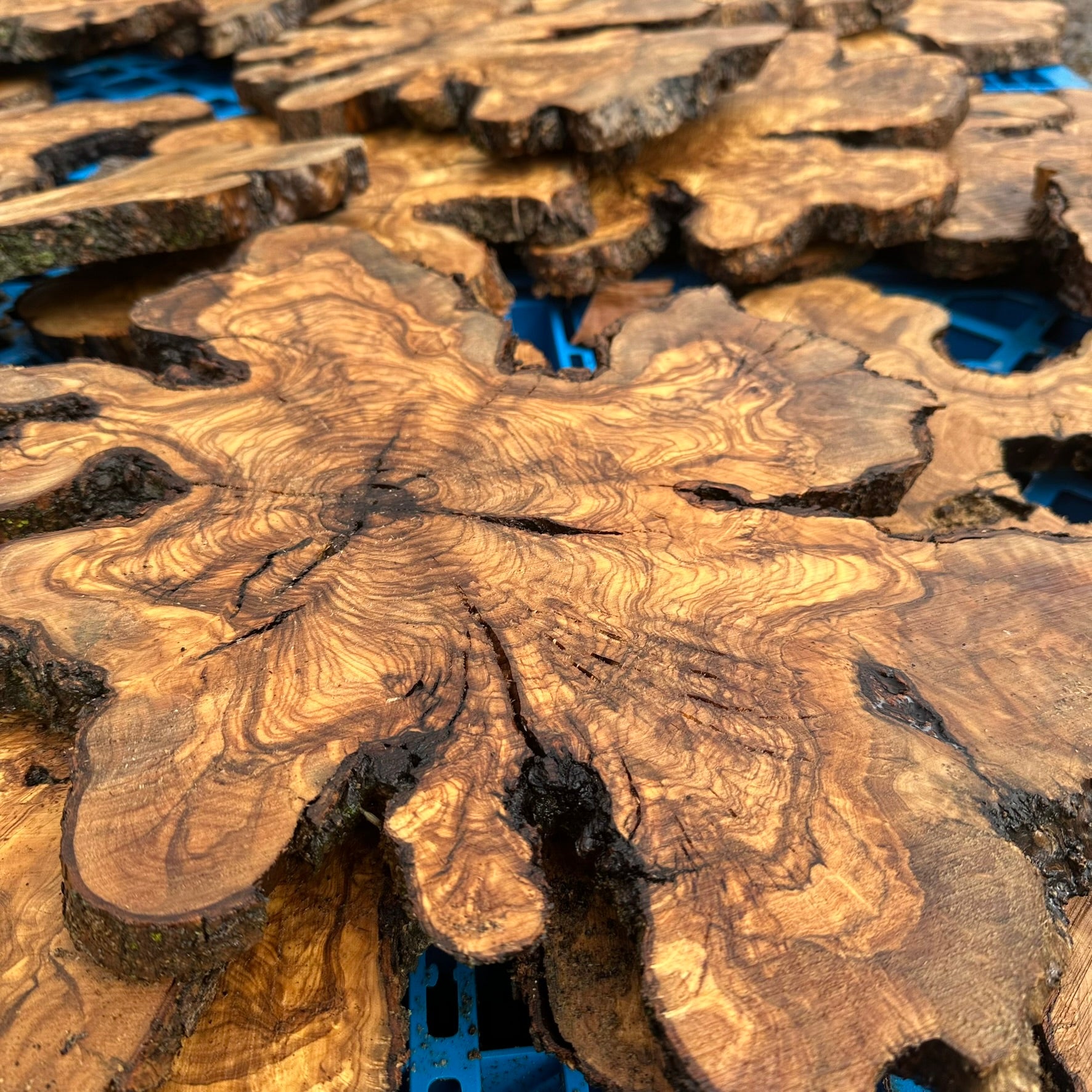 Sets of Thin Olive Wood Slices