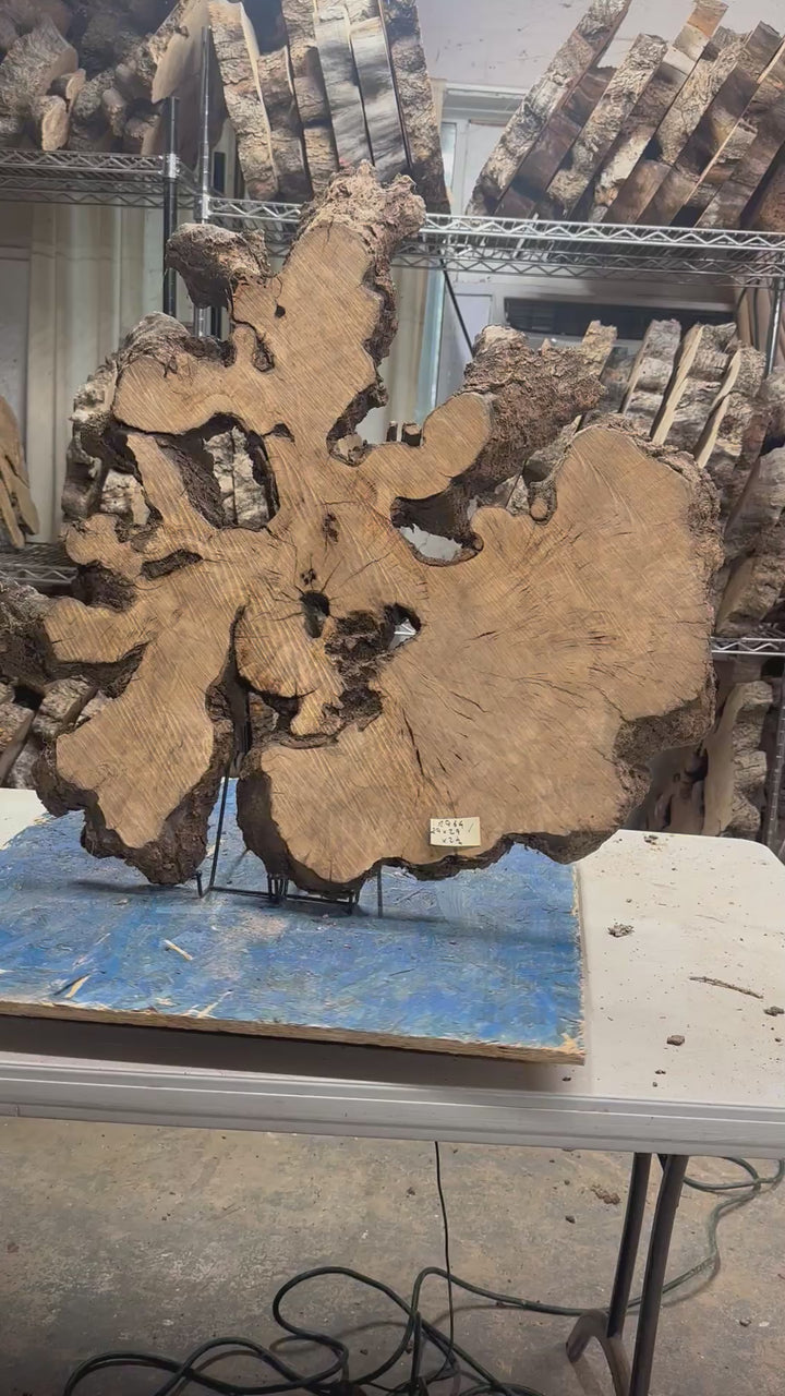 Live Edge Olive Cookie 29"x29"x2 1/4" R964