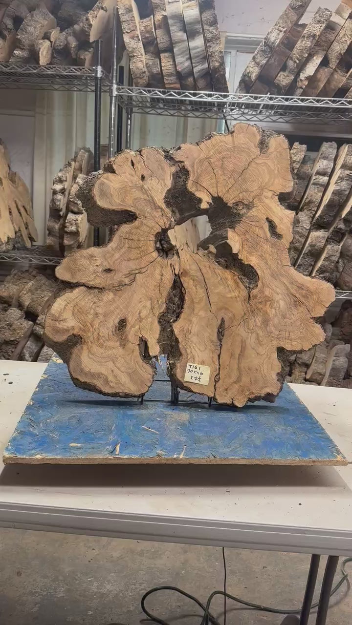 Large Live Edge Olive Cookie 30"x 26"x2 1/4" T161