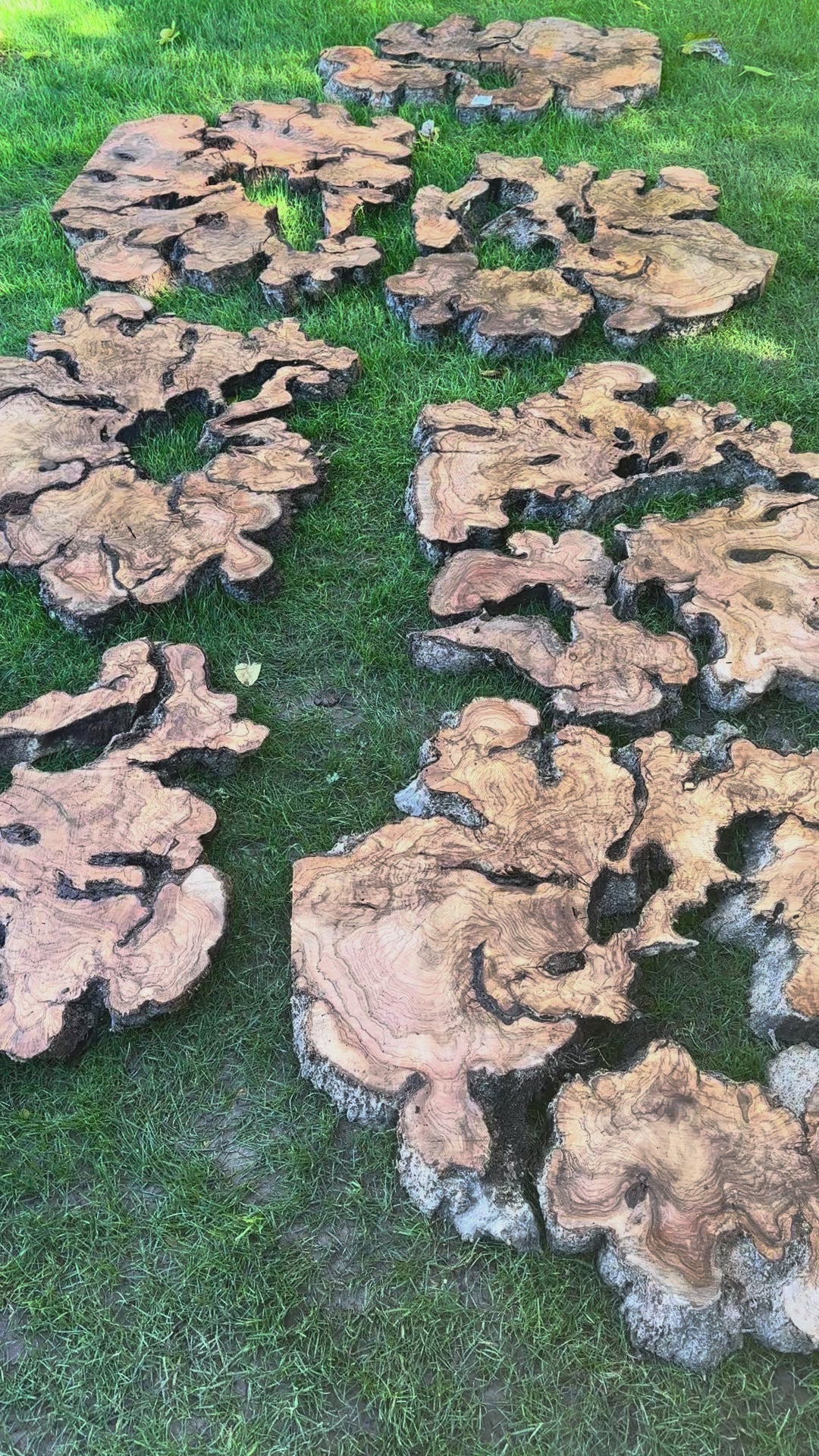 7 Extra Large Olive Slices R589