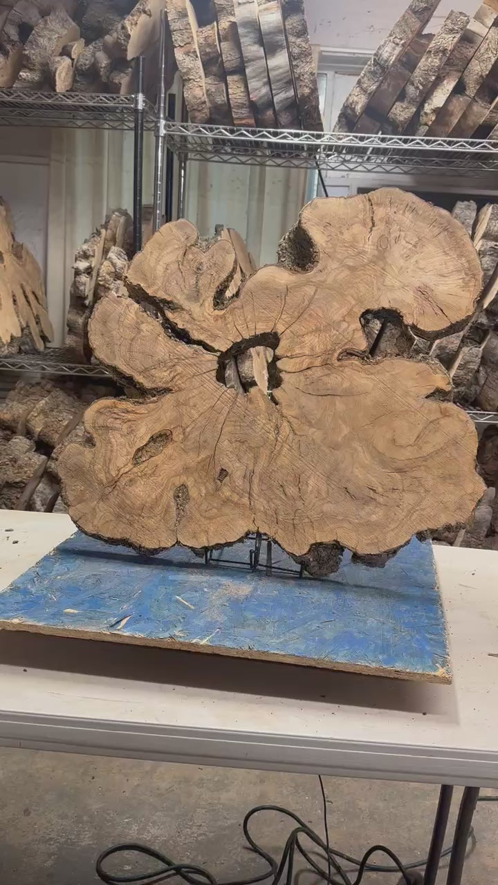Large Live Edge Olive Cookie 30"x 26"x2 1/4" T162