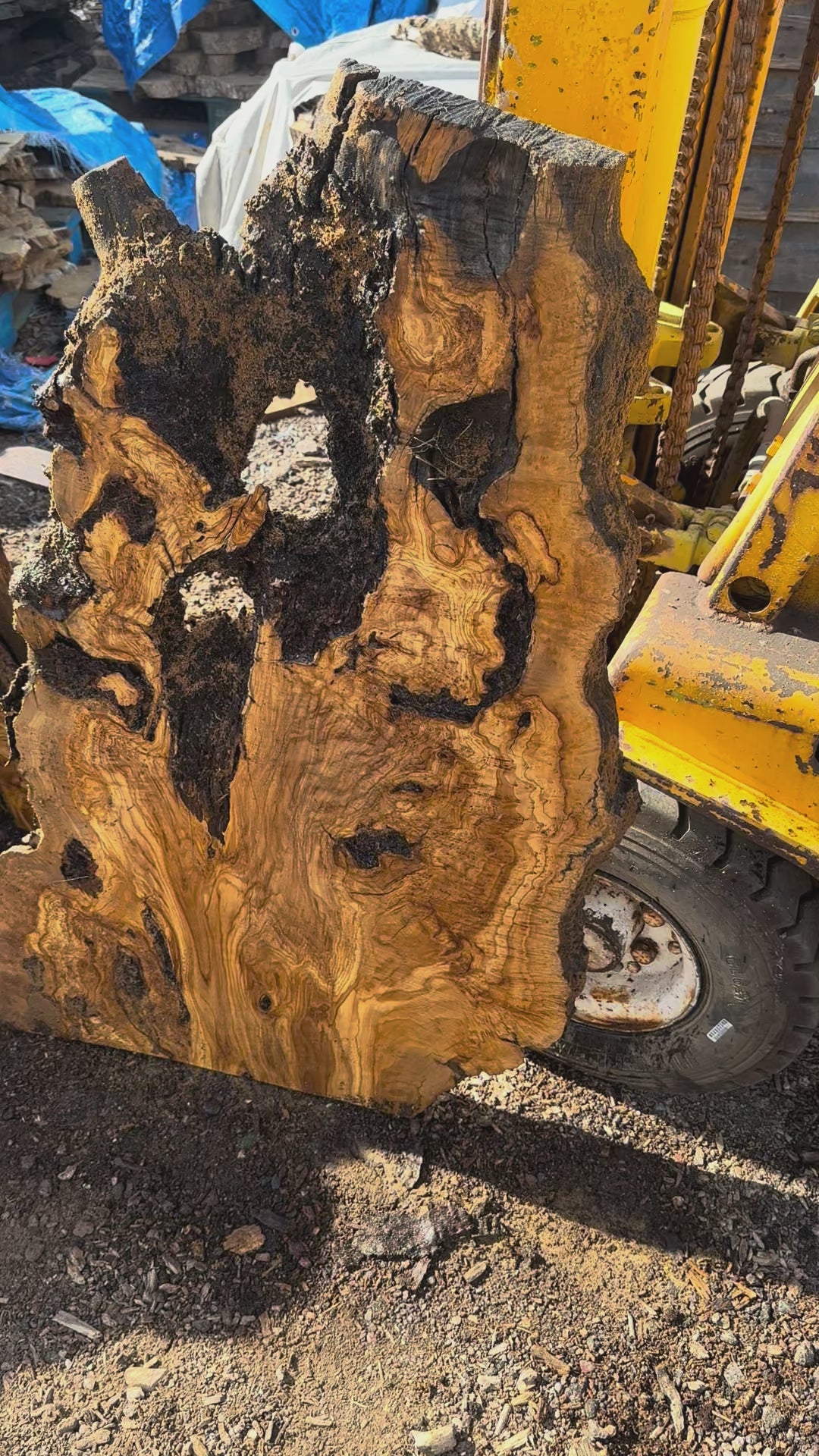 Large Unfinished Olive Wood Slab 42"x27"x2 1/4" T257